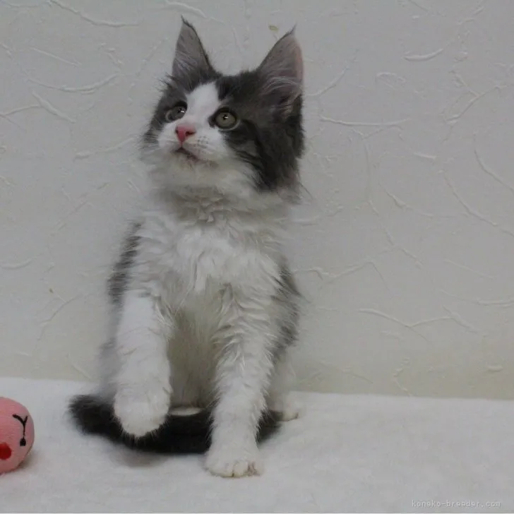 ID：2308-00043の子猫