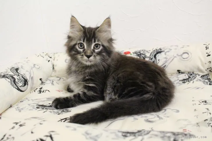 noir 様のお迎えした子猫