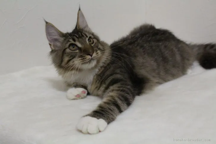 ID：1807-00218の子猫