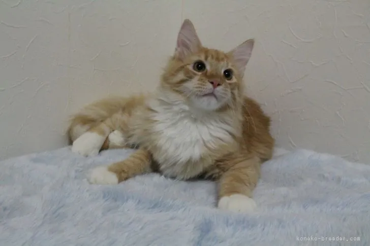 赤毛のアン 様のお迎えした子猫