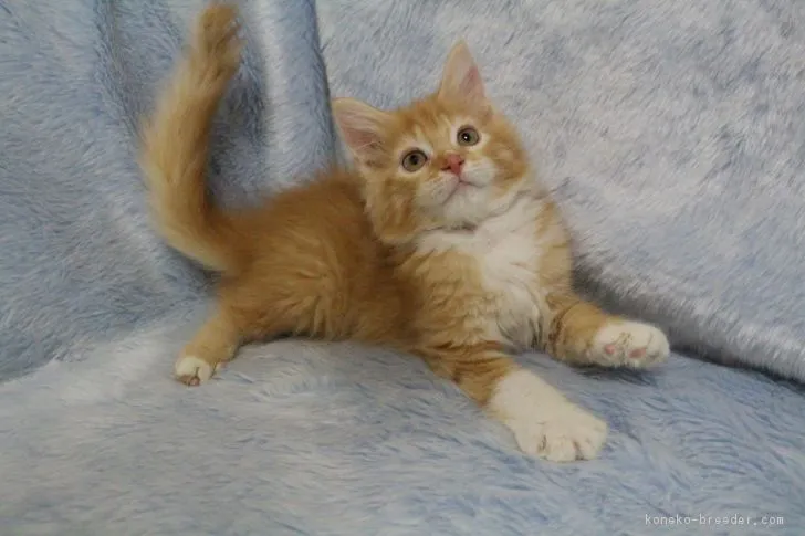 ID：1701-00769の子猫
