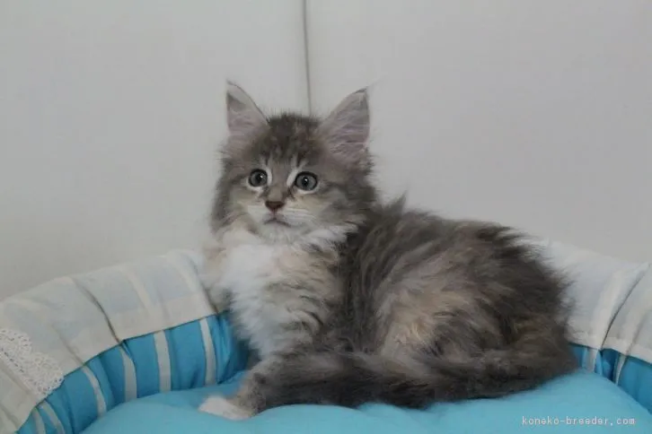 ＴＵＢＯ 様のお迎えした子猫