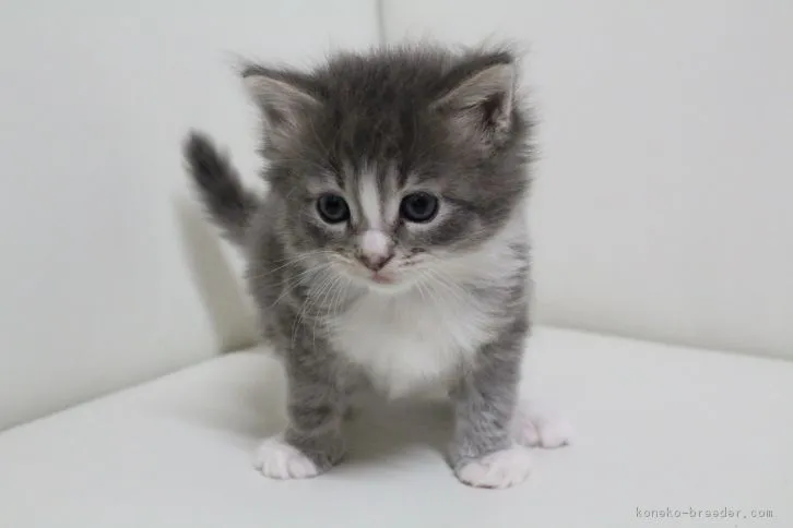 ID：1606-00149の子猫