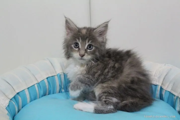 ID：1608-00548の子猫