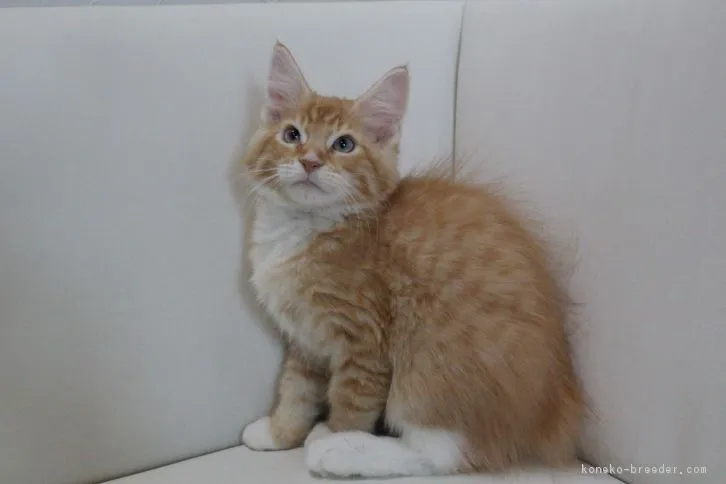 ID：1608-00550の子猫