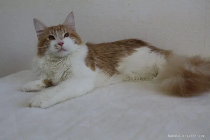 ID:2107-02522の子猫