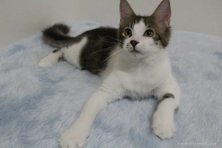 ID：1808-00626の子猫