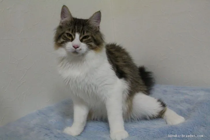 ID：1905-01153の子猫