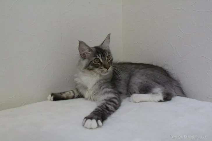 からあげ 様のお迎えした子猫