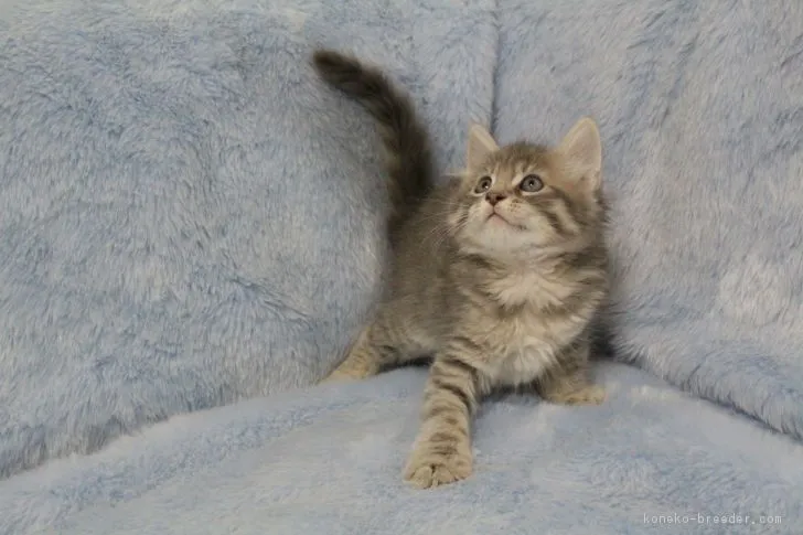 ゴッド 様のお迎えした子猫