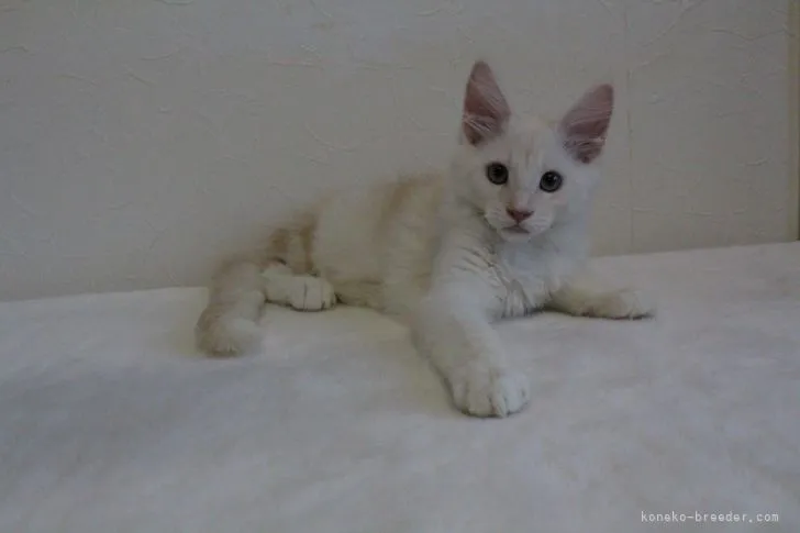 ID:2201-01724の子猫