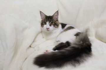 メインクーン【北海道・男の子・2017年10月17日・ブラウンタビー&ホワイト】の写真「大きく温厚で優しい子です。」