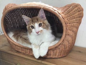 メインクーン【北海道・男の子・2018年1月29日・レッドタビー&ホワイト】の写真「性格良い男の子です。」