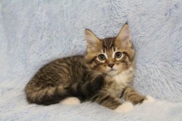 メインクーン【北海道・男の子・2018年5月3日・ブラウンタビー&ホワイト】の写真「メイクーンらしい男の子です！」