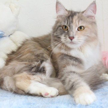 メインクーン【北海道・女の子・2023年2月2日・ブルーパッチドタビー&ホワイト】の写真「💕美猫さんで可愛い💕」
