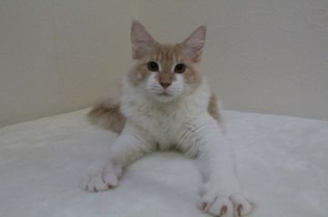 メインクーン【北海道・男の子・2018年4月8日・クリータビー&ホワイト】の写真「立派な男の子です。」