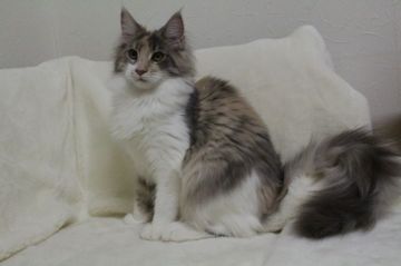 メインクーン【北海道・女の子・2017年10月17日・ダイリュートキャリコ】の写真「性格良い女の子です。」