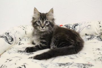 メインクーン【北海道・男の子・2018年8月5日・ブラウンタビー】の写真「男の子らしく凛々しい子です。」