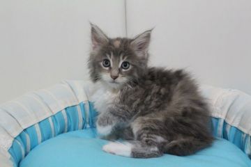 メインクーン【北海道・女の子・2016年6月30日・ブルーパッチドタビー&ホワイト】の写真「女の子らしく可愛らしいです！」