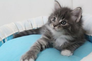 メインクーン【北海道・男の子・2016年10月11日・ブルータビー&ホワイト】の写真「凛々しい男の子です！」