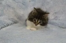 メインクーン【北海道・男の子・2017年5月1日・ブラウンタビー&ホワイト】の写真2「仕草も愛らしい！」