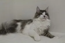 メインクーン【北海道・男の子・2019年2月15日・ブルータビー&ホワイト】の写真2「お利口ですよ！」