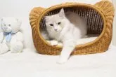 メインクーン【北海道・男の子・2023年5月27日・クリーム&ホワイト】の写真4「綺麗な子です♪甘えん坊さんです♪」