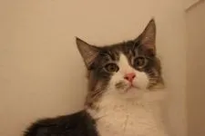 メインクーン【北海道・男の子・2015年3月28日・ブルータビー&ホワイト】の写真5「目元の綺麗な子です♪」