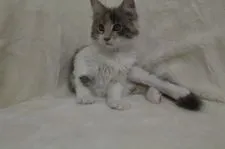 メインクーン【北海道・女の子・2017年10月17日・ダイリュートキャリコ】の写真5「あどけなく可愛い子です！」