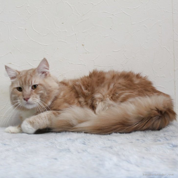 ブリーダー画像