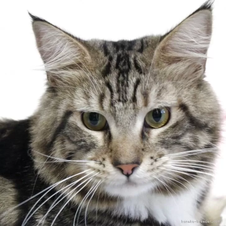 ID：2407-01095の子猫
