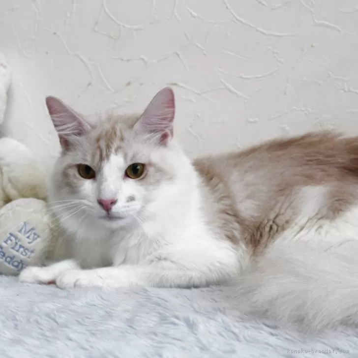 メインクーン【北海道・男の子・2024年3月1日・クリーム&amp;ホワイト】の写真1「綺麗な男の子です。」