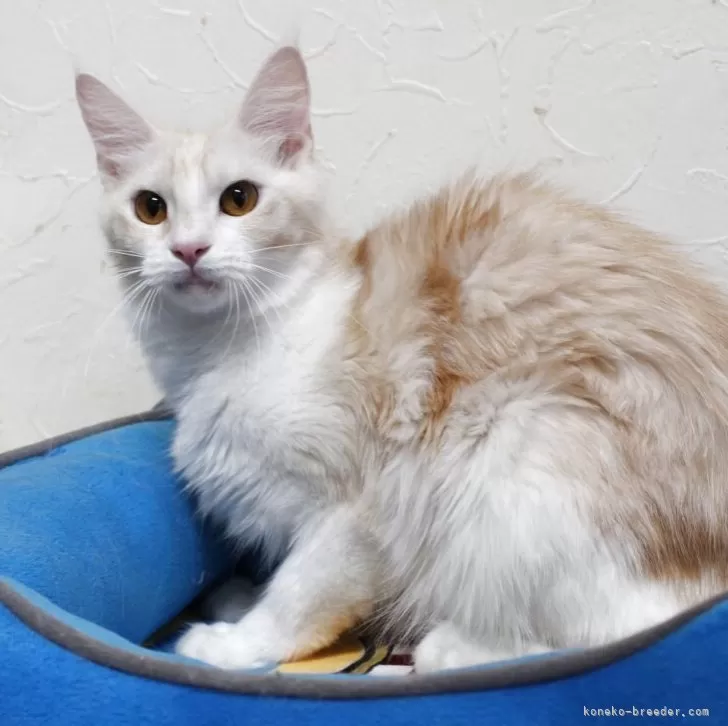 【Queen.J】キャンバスF12号　猫　ねこ　メインクーン　BAEZ3 メインクーン通常販売の子猫ちゃん😸 アゴはネコ😸 - YouTube