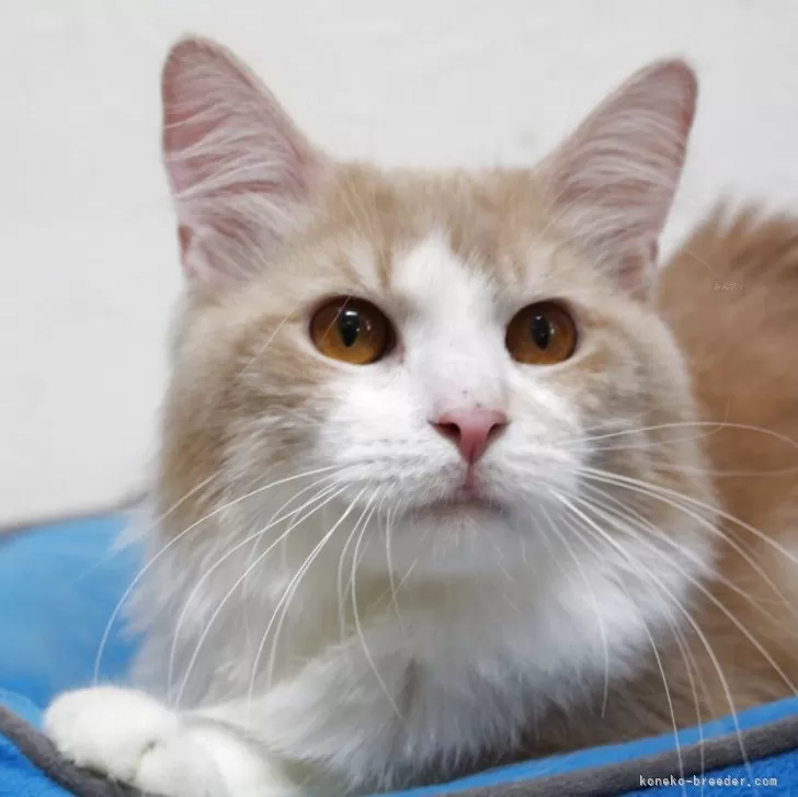 ID：2401-01931の子猫