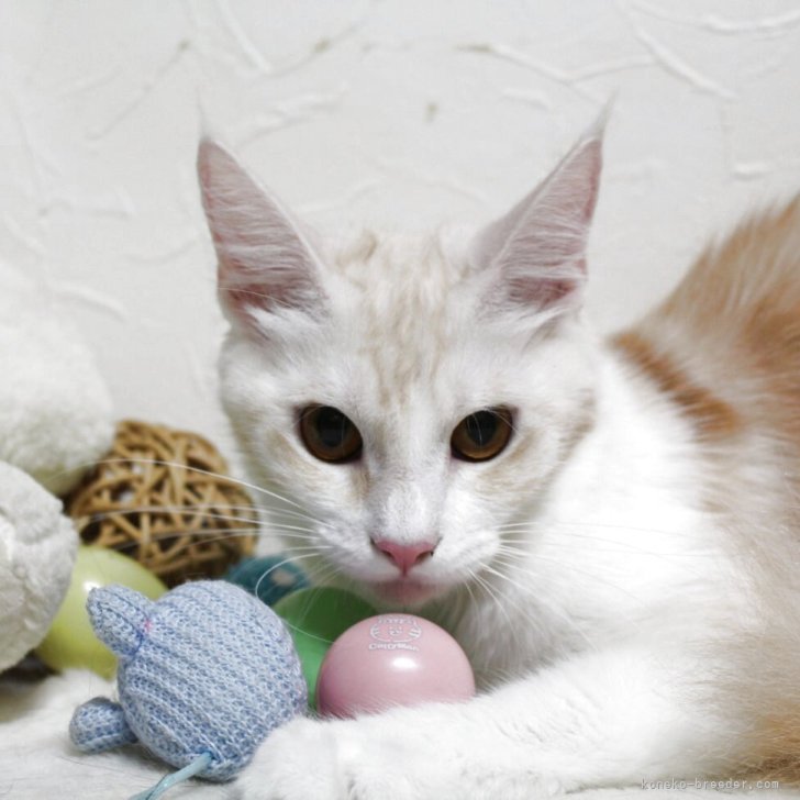 ブリーダー画像