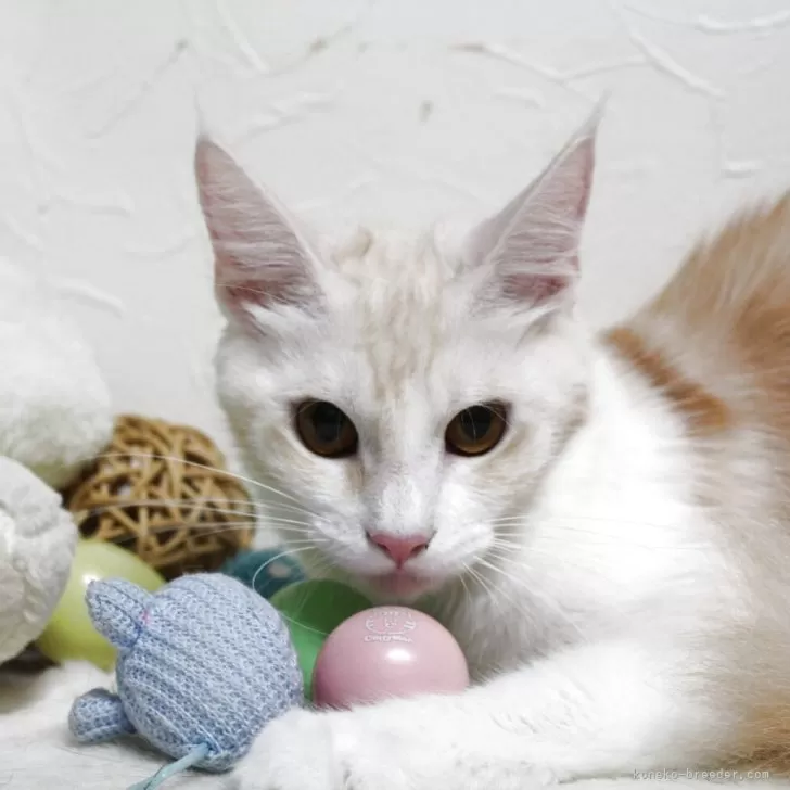 メインクーン【北海道・女の子・2024年3月5日・レッドシルバータビー&amp;ホワイト】の写真1