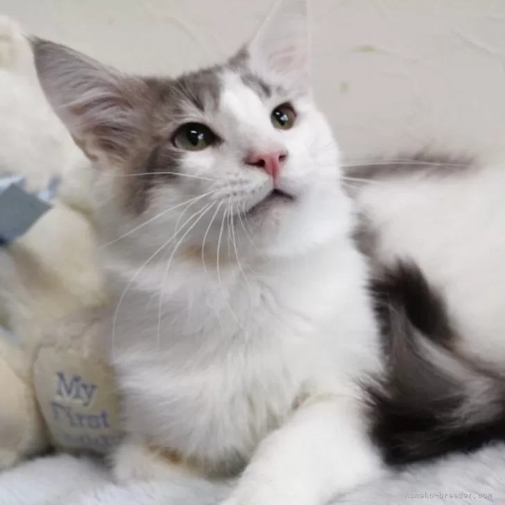 メインクーン【北海道・男の子・2024年6月1日・ブルー&amp;ホワイト】の写真1「美形な男の子」