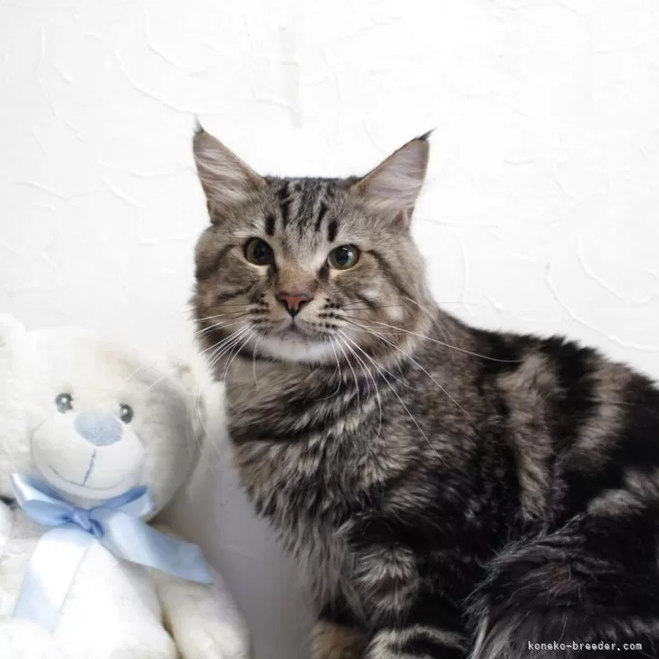 メインクーン【北海道・男の子・2024年7月12日・ブラウンタビー】の写真1「愛嬌あり　素直な性格の良い子です。」