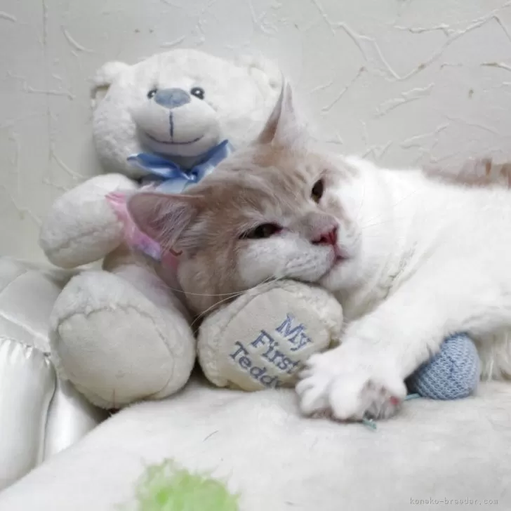 メインクーン【北海道・男の子・2024年4月8日・クリーム&amp;ホワイト】の写真1