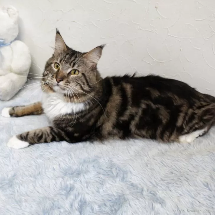 メインクーン【北海道・男の子・2024年4月5日・ブラウンクラッシックタビー&amp;ホワイト】の写真1「穏やかな性格良い子です。」