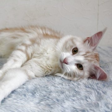 メインクーン【北海道・男の子・2023年12月2日・レッドクラッシック&ホワイト】の写真「💘美しい王子様💘性格良い子です。」