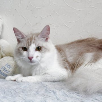 メインクーン【北海道・男の子・2024年3月1日・クリーム&ホワイト】の写真「🔮透明感ある貴公子🔮　　美しい子です♪」