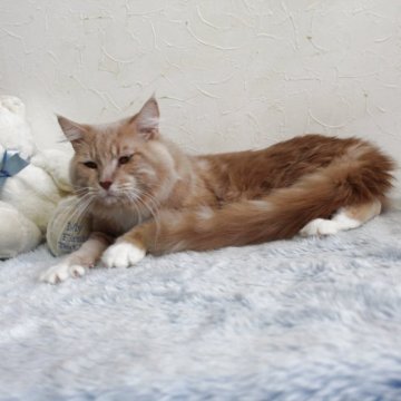 メインクーン【北海道・男の子・2024年3月14日・クリーム&ホワイト】の写真「🦖寛大で優しい子🦖得して下さい🉐」