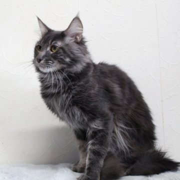 メインクーン【北海道・男の子・2024年3月14日・ブルー】の写真「💓クールな魅力💓宝息子です♪」