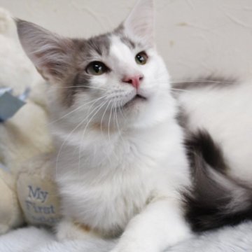 メインクーン【北海道・男の子・2024年6月1日・ブルー&ホワイト】の写真「💕可愛い坊ちゃんです💕　　性格が良い子です♪」