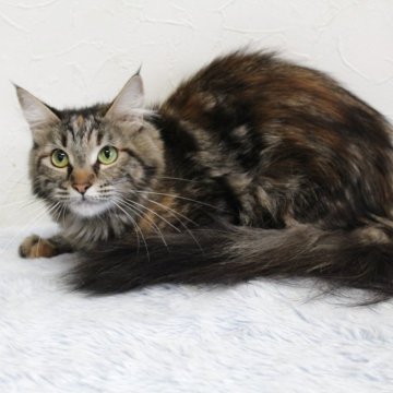 メインクーン【北海道・女の子・2024年7月12日・ブラウンパッチドタビー】の写真「💘超美猫さん💘チャンス価格‼️」