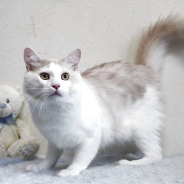 メインクーン【北海道・男の子・2024年4月8日・クリーム&ホワイト】の写真「🦋美形な甘えん坊さん🦋　チャンスだよー」