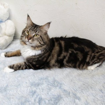 メインクーン【北海道・男の子・2024年4月5日・ブラウンクラッシックタビー&ホワイト】の写真「🌹綺麗なクラシック柄🌹」