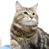 メインクーン