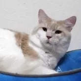 メインクーン